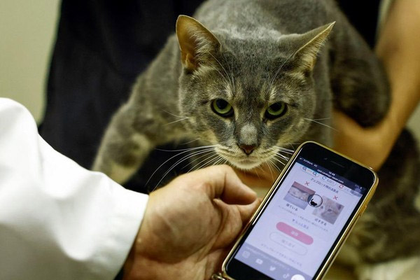 Manfaat Pelihara Kucing di Rumah Bagi Kesehatan